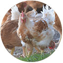 Kokoto Biodünger - Ausgangsstoffe - Geflügelmist